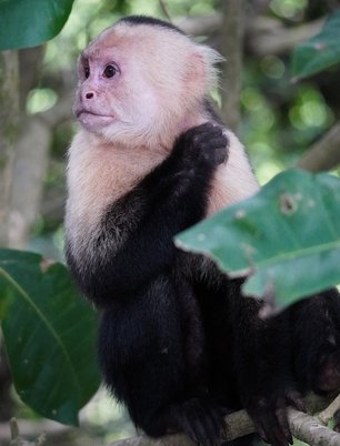 Kapuzineraffe in einem Baum