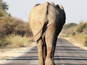 Elefant läuft auf einer Straße