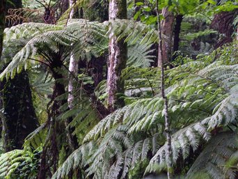 Baumfarne im Regenwald des Bwindi Nationalparks.