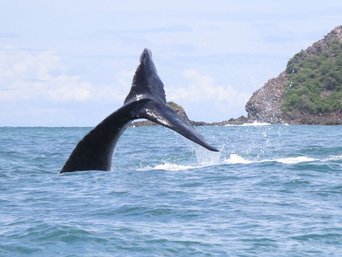 Eine Walflosse ragt aus dem Meer