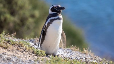 Magellan-Pinguin im Hintergrund das Meer