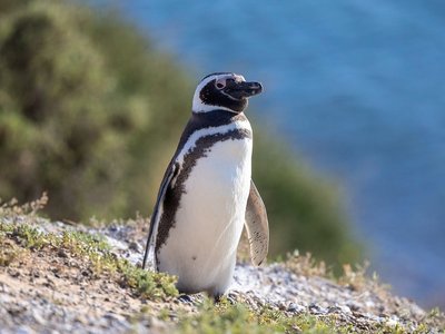 Magellan-Pinguin im Hintergrund das Meer