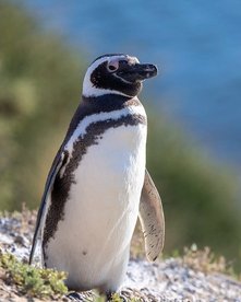 Magellan-Pinguin im Hintergrund das Meer