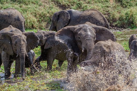 Elefanten spielen im Wasser im Kidepo Nationalpark
