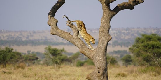 Leopard streckt sich in einem Baum