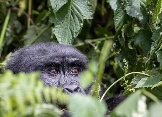 Gorillaaugen schauen durchs Gebüsch