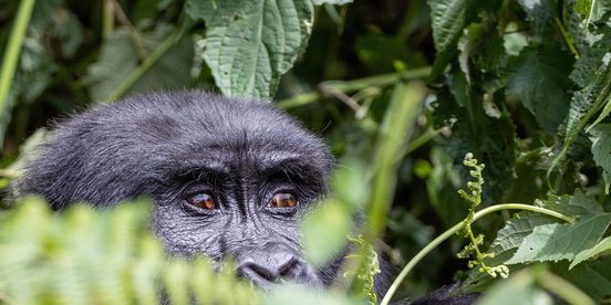 Gorillaaugen schauen durchs Gebüsch