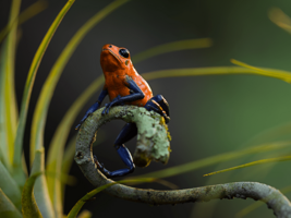 Roter Pfeilgiftfrosch auf einem Blattzweig - künstlerisch