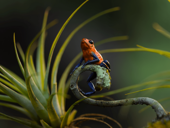 Roter Pfeilgiftfrosch auf einem Blattzweig - künstlerisch