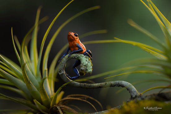 Roter Pfeilgiftfrosch auf einem Blattzweig - künstlerisch