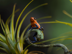 Roter Pfeilgiftfrosch auf einem Blattzweig - künstlerisch