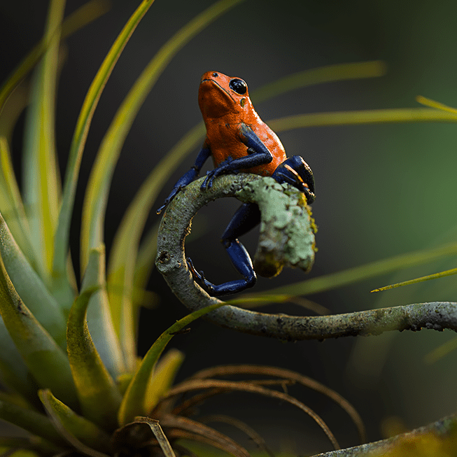 Roter Pfeilgiftfrosch auf einem Blattzweig - künstlerisch