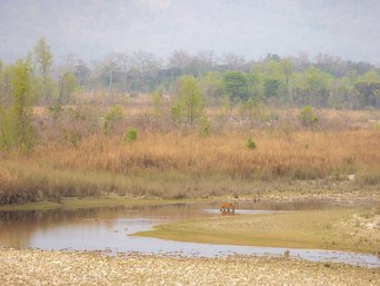 Tiger in Flusslandschaft Bardia