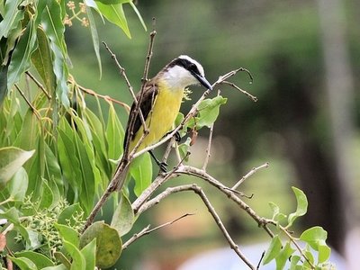 costa_rica_vogel_kiskadee Kiskadee gelb schwarzer Vogel in Costa Rica