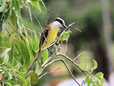 Kiskadee gelb schwarzer Vogel in Costa Rica