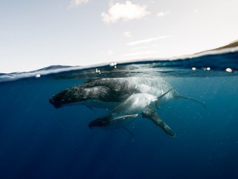 Walbeobachtung in Costa Rica