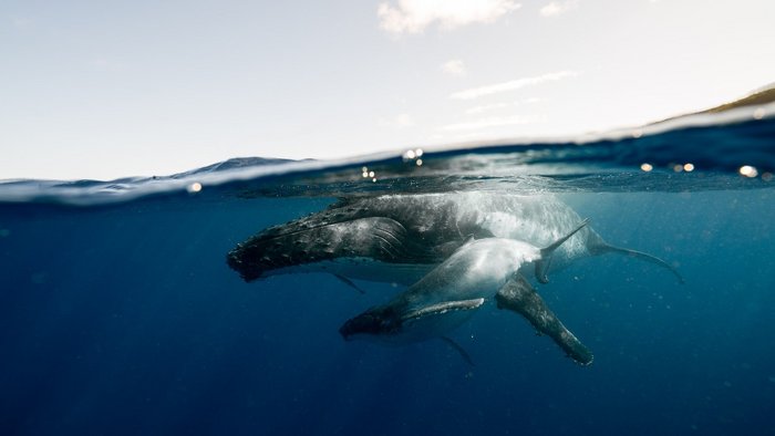 Zwei Wale unterwasser