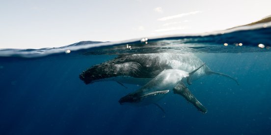 Zwei Wale unterwasser