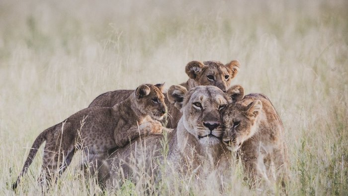 Löwenmutter kuschelt mit ihren Jungen