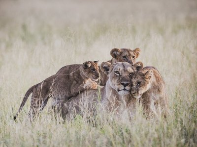 Löwenmutter kuschelt mit ihren Jungen