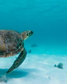 Meeresschildkröte schwimmt unter Wasser in türkisfarbenem Wasser über weißem Sand