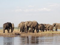 Elefantenherde an einem Fluss in Botswana