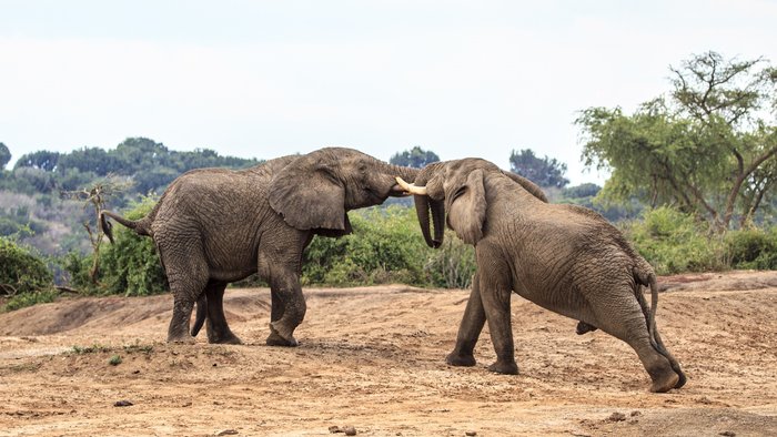 Zwei Elefanten kämpfen miteinander