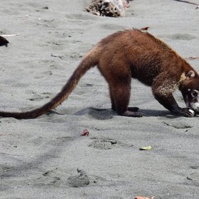 Nasenbär sucht Futter am Strand