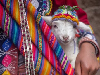 Kleine Ziege in einerm bunten Sack mit einer Mütze auf dem Kopf