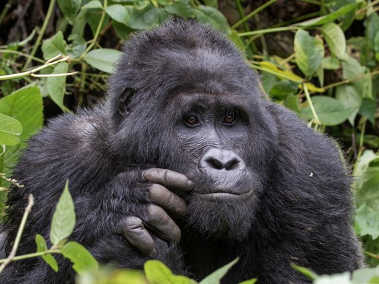 Uganda Gorilla Gorillatrekking Silberrücken Ein Silberrücken schaut uns im Bwindi Nationalpark entgegen.