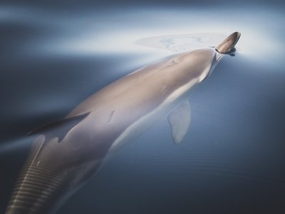 Gemeiner Delfin bricht mit seiner Schnauze durch die spiegelglatte Meeresoberfläche