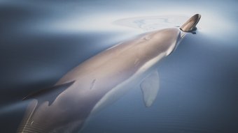 Azoren Gemeiner Delfin Gemeiner Delfin bricht mit seiner Schnauze durch die spiegelglatte Meeresoberfläche