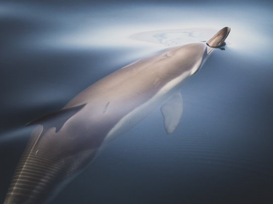 Gemeiner Delfin bricht mit seiner Schnauze durch die spiegelglatte Meeresoberfläche