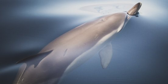 Gemeiner Delfin bricht mit seiner Schnauze durch die spiegelglatte Meeresoberfläche