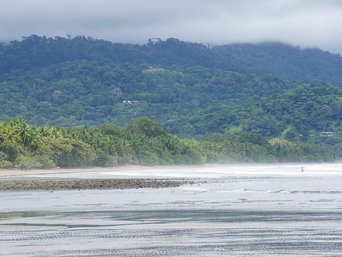 Strand und im Hintergrund Regenwald