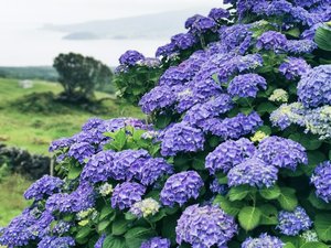 Blütenpracht blauer Hortensien füllen das Bild