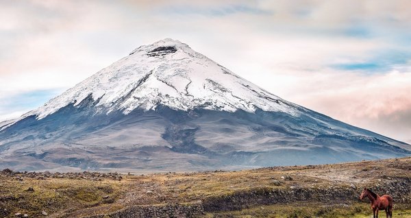 Blick auf den Vulkan Cotopaxi und ein Pferd im Vordergrund