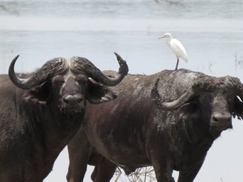 Zwei Wasserbüffel stehen am Wasserloch.