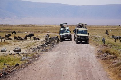 Tansania Safari Jeep Zwei Jeeps während einer Safari mit Gnus links und rechts.