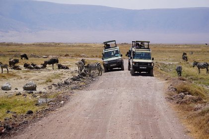 Zwei Jeeps während einer Safari mit Gnus links und rechts.