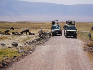 Zwei Jeeps während einer Safari mit Gnus links und rechts.