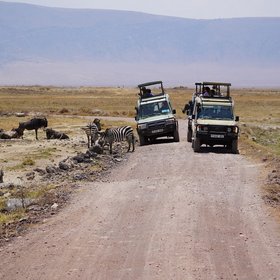 Zwei Jeeps während einer Safari mit Gnus links und rechts.