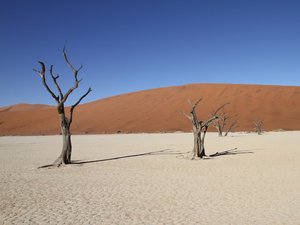 Zwei tote Bäume in Deadvlei in Namibia bei blauem Himmel in der roten Wüste