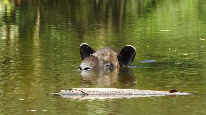 Ein Tapir entspannt im Dschungelfluss