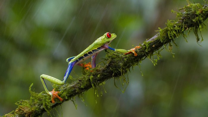 Grüner Frosch mit roten Augen läuft im Regen auf einem Ast entlang