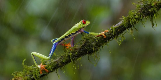 Grüner Frosch mit roten Augen läuft im Regen auf einem Ast entlang