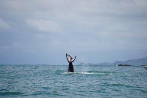 Walflosse ragt aus dem Meer