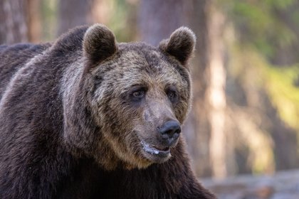 Finnland Braunbär Nahaufnahme eines Braunbärs
