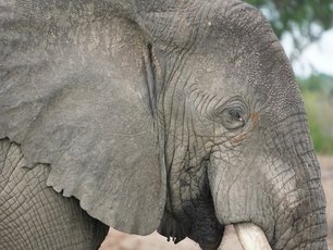 Elefant in Botswana in Nahaufnahme