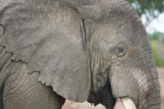 Elefant in Botswana in Nahaufnahme
